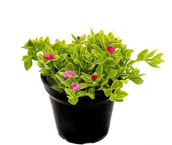 عکس گل طبیعی خانگی