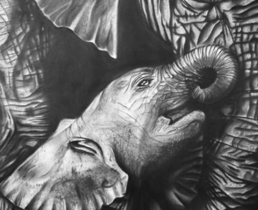 عکس سیاه قلم فیل