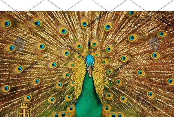 عکس طاووس قهوه ای
