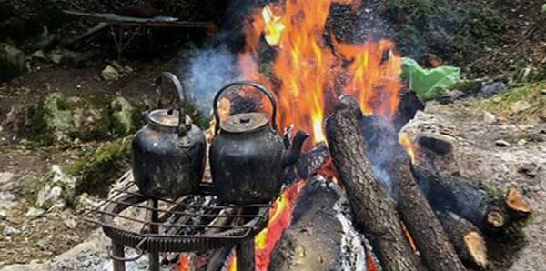 عکس چای در طبیعت بهاری