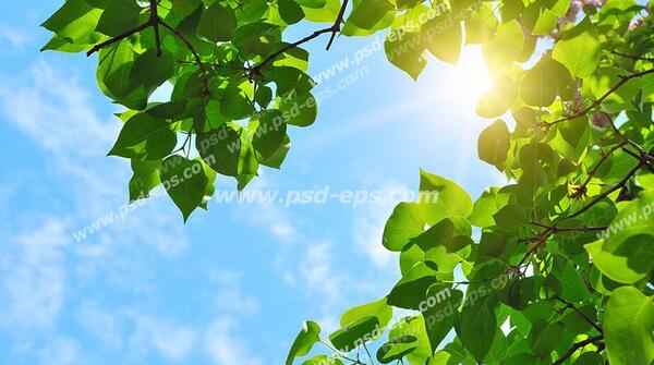 عکس نور خورشید لابلای درختان