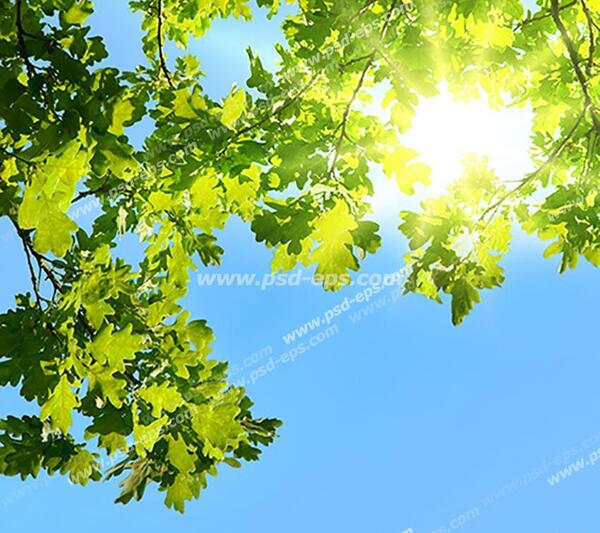 عکس نور خورشید لابلای درختان