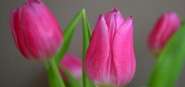 عکس گل لاله آبی