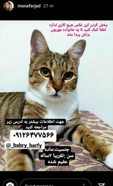 عکس استوری گربه