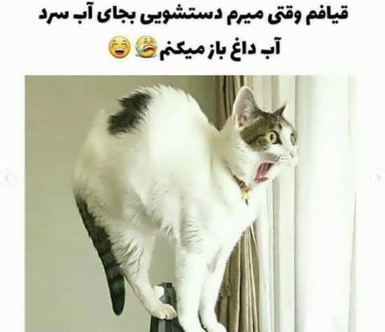 عکس استوری گربه