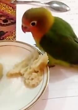 عکس طوطی کوچولو