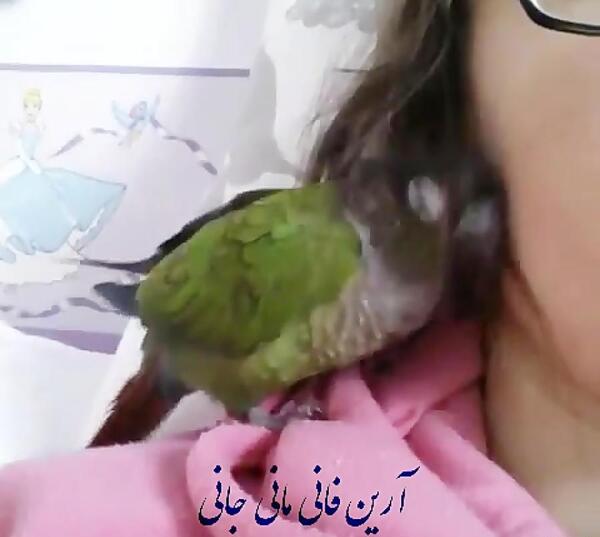 عکس طوطی کوچولو
