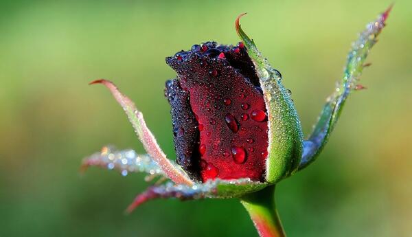 عکس باران روی گل
