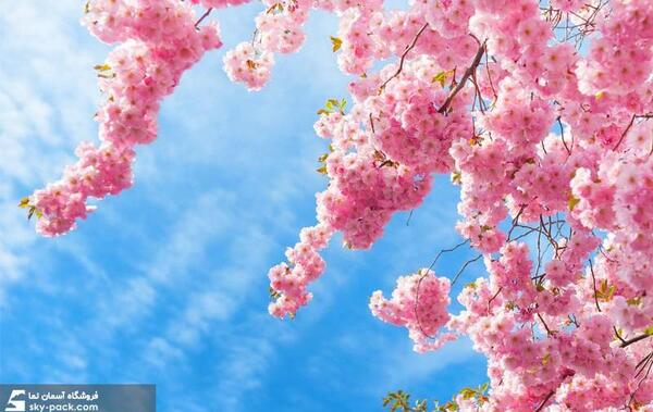 عکس شکوفه ریز