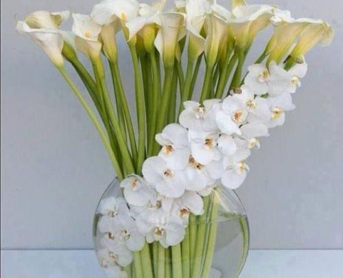 عکس سفید شیشه ای