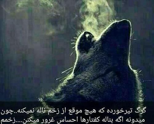 عکس گرگ زخمی وحشی