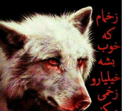 عکس گرگ زخمی وحشی