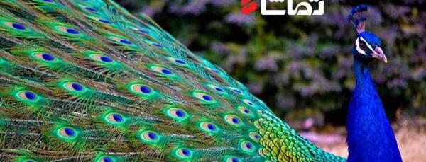عکس طاووس رنگین کمانی