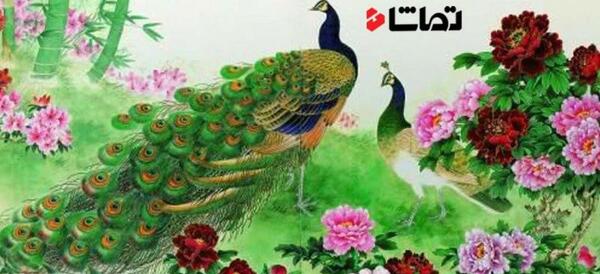 عکس طاووس رنگین کمانی