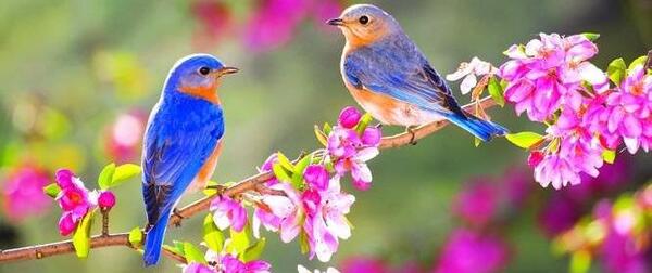 عکس برای پروفایل طبیعت بهار