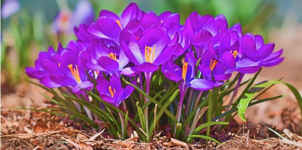 عکس طبیعت زیبای بهاری