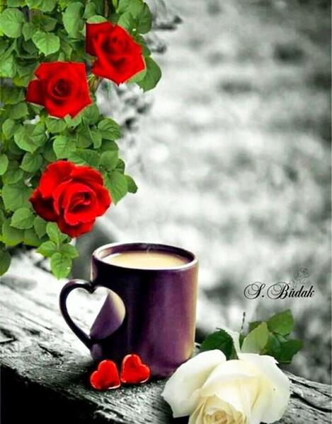 عکس گل زیبا