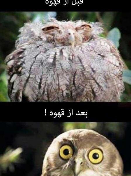 عکس خنده دار حیوانات با نوشته