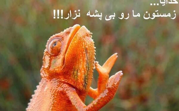 عکس خنده دار حیوانات با نوشته