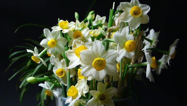 عکس دسته گل نرگس بزرگ