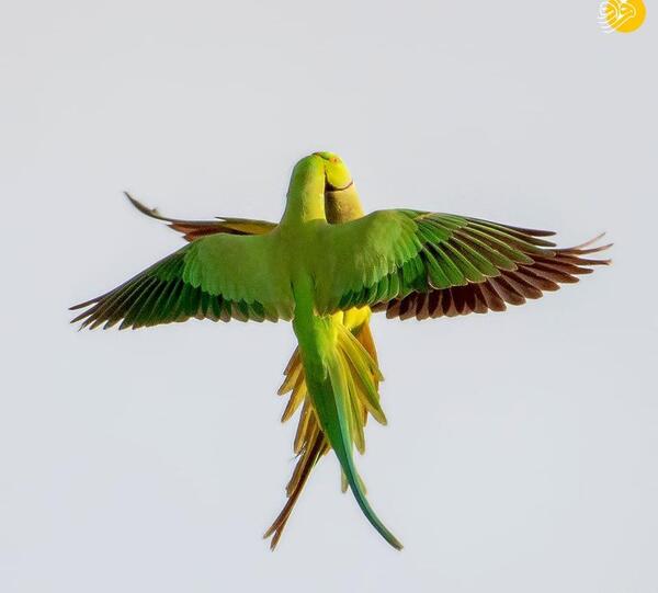 عکس طوطی جالب