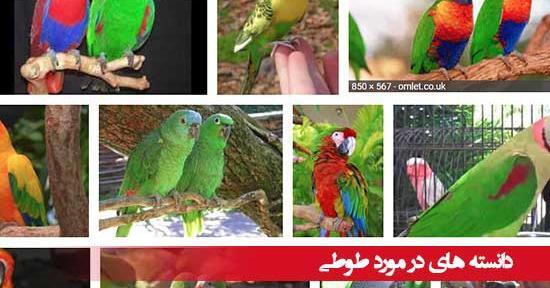 عکس طوطی جالب