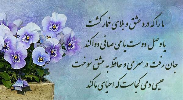 عکس گل حافظ