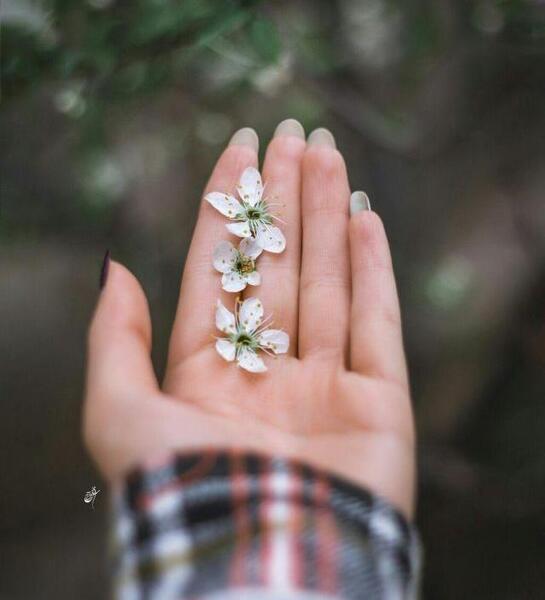 عکس گل و دست