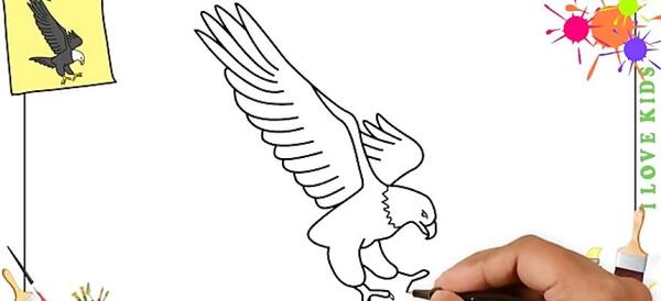 عکس شاهین برای نقاشی