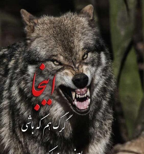 عکس گرگ چشم زخمی