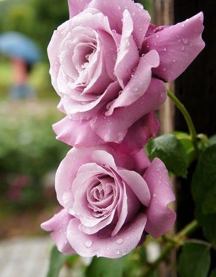 عکس های زیباترین گل جهان