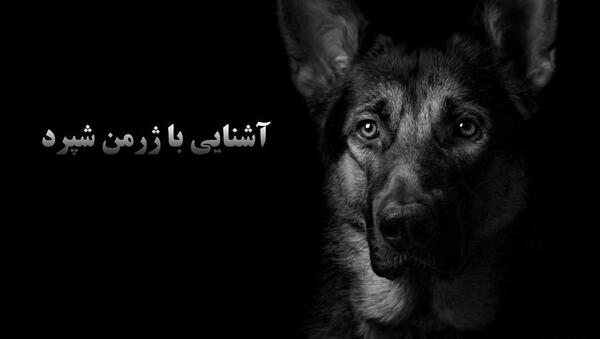 عکس سگ های ژرمن شپرد سیاه