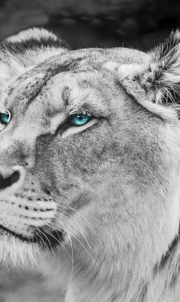 عکس شیر یال سیاه
