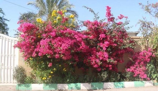 عکس گلهای کاغذی زیبا