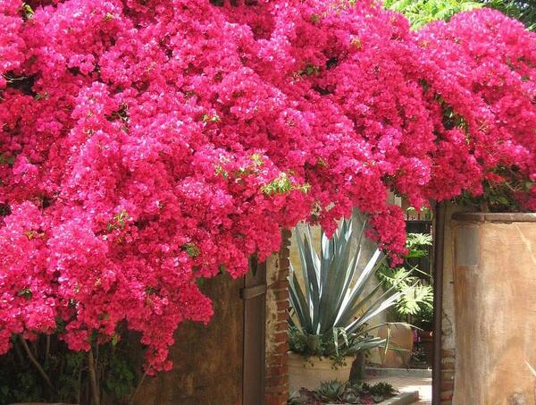 عکس گلهای کاغذی زیبا
