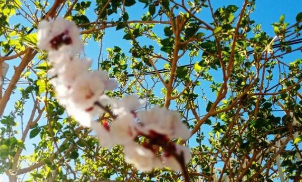 عکس شکوفه عیسی زاده