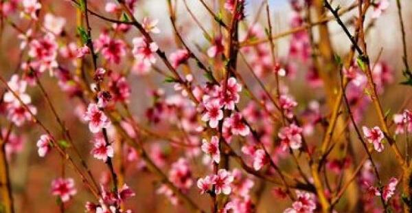 عکس شکوفه عیسی زاده