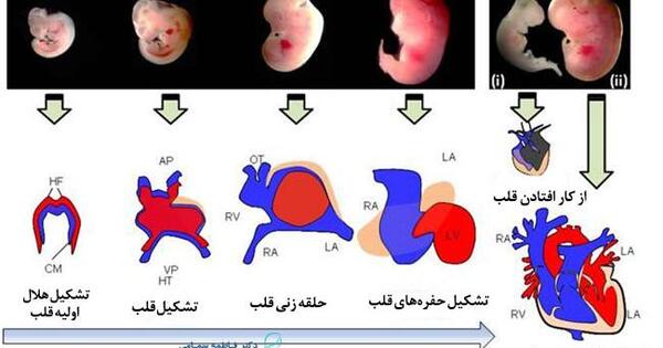 عکس نوشته صدای قلب جنین