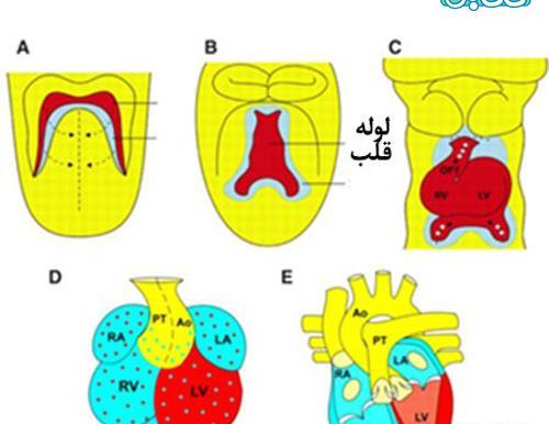 عکس نوشته صدای قلب جنین