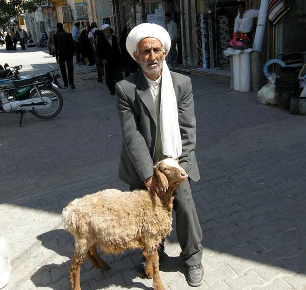 عکس گاو قربونی