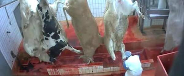 عکس گاو قربونی