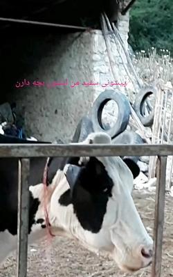 عکس گاو قربونی