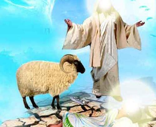 عکس گاو قربونی