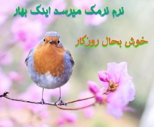 عکس بهار سال ۱۴۰۳