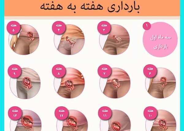 عکس بارداری هفته به هفته