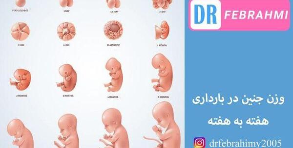 عکس بارداری هفته به هفته