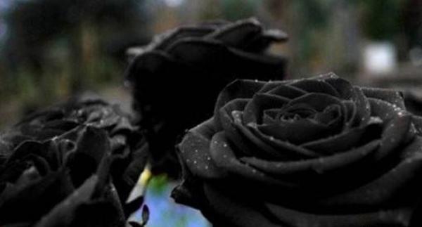 عکس گل رز مشکی