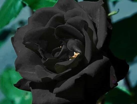 عکس گل رز مشکی