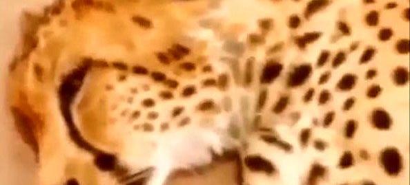 عکس یوز پلنگ اهلی
