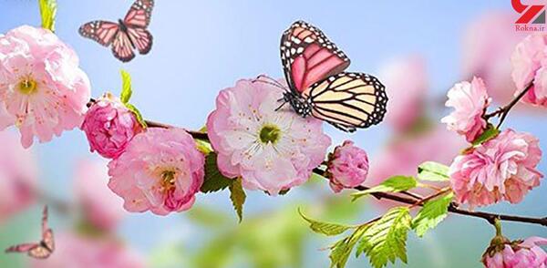 عکس دو پروانه عاشق